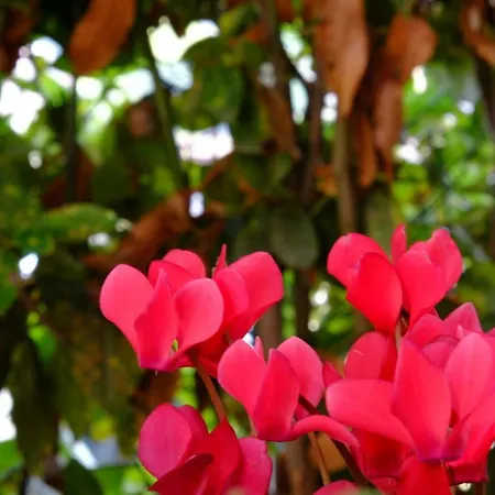 Ombu Casa Particular 度假居 *